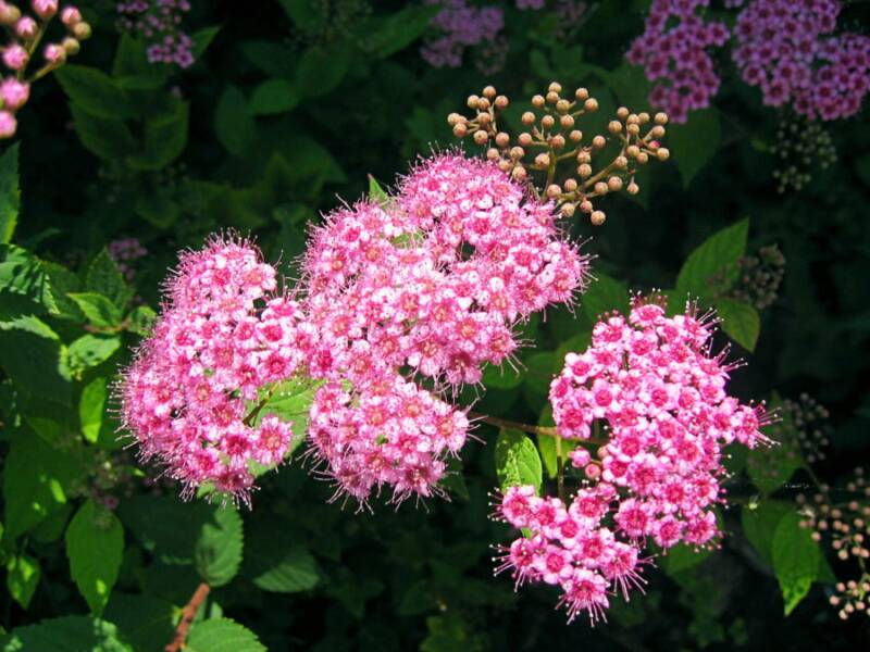 Pink Fuzzy Flower